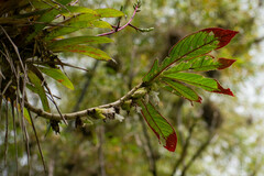 Columnea mastersonii
