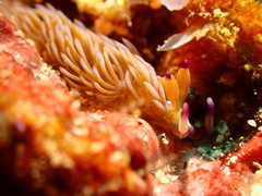 Pteraeolidia semperi