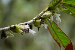 Columnea mastersonii