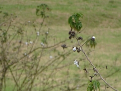 Gossypium barbadense