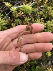 Geum cockaynei