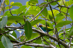 Tangara gyrola
