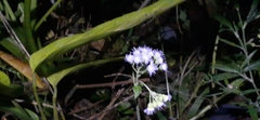Ageratum houstonianum