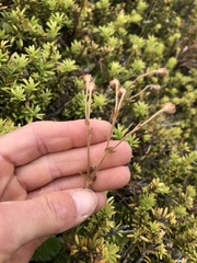 Geum cockaynei