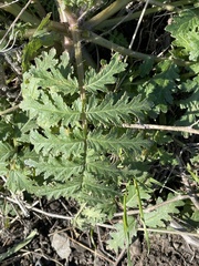Phacelia distans