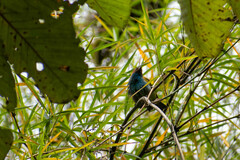 Tangara gyrola