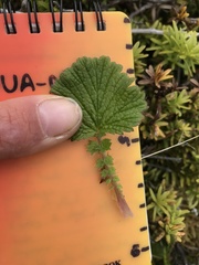 Geum cockaynei