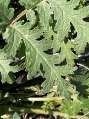 Phacelia distans