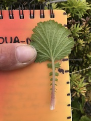 Geum cockaynei