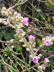 Mirabilis viscosa