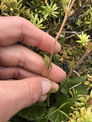 Geum cockaynei