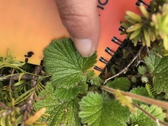 Geum cockaynei