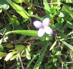 Houstonia pusilla