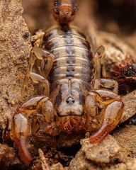 Superstitionia donensis