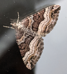 Chrysolarentia lucidulata