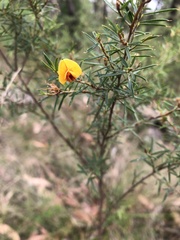 Pultenaea juniperina