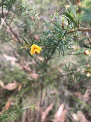 Pultenaea juniperina