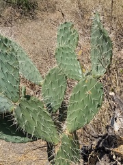 Opuntia lasiacantha