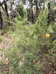 Pultenaea juniperina
