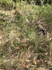 Pultenaea juniperina
