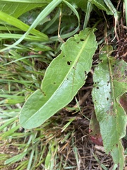 Rumex brownii