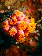Tubastraea