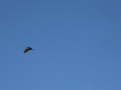 Buteo platypterus