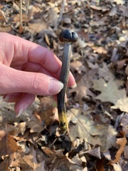 Tolypocladium longisegmentatum