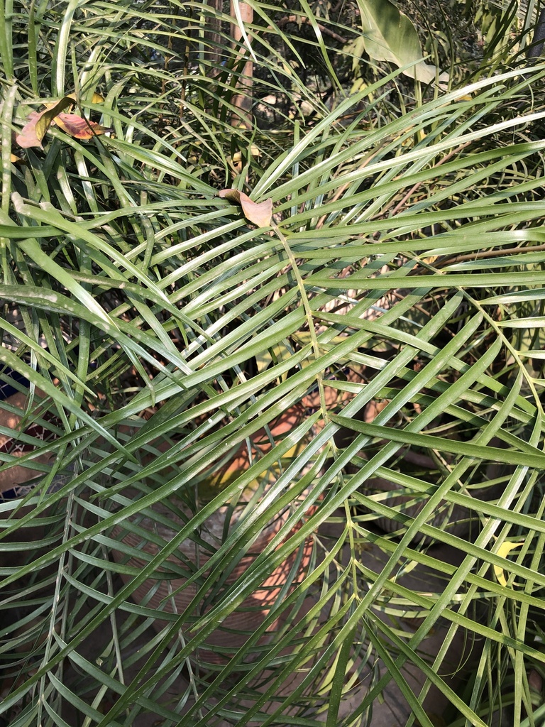 Zamia angustifolia