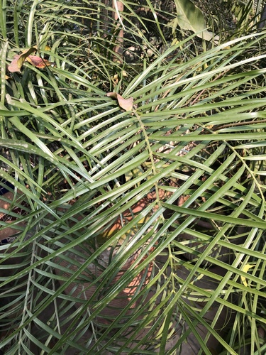 Zamia angustifolia
