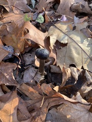 Tolypocladium longisegmentatum