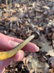 Tolypocladium longisegmentatum