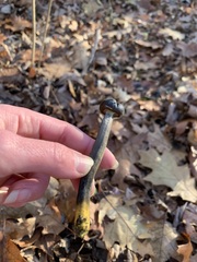 Tolypocladium longisegmentatum