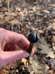 Tolypocladium longisegmentatum