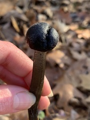 Tolypocladium longisegmentatum