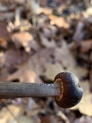 Tolypocladium longisegmentatum