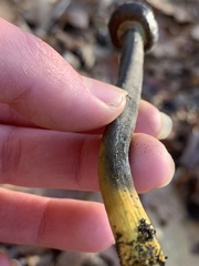 Tolypocladium longisegmentatum