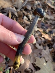 Tolypocladium longisegmentatum