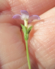 Houstonia pusilla
