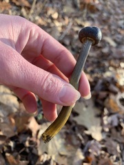 Tolypocladium longisegmentatum