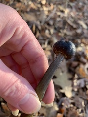 Tolypocladium longisegmentatum