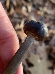 Tolypocladium longisegmentatum