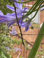 Phasmatinae