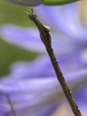 Phasmatinae