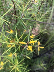 Persoonia juniperina
