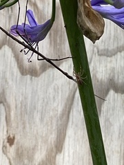 Phasmatinae