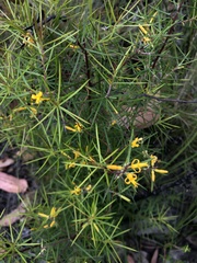 Persoonia juniperina