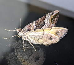 Chrysolarentia lucidulata
