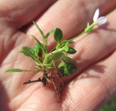 Houstonia pusilla