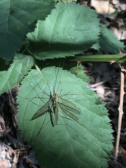 Leptotarsus albistigma